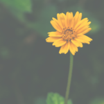 [Rencontre avec] Laurence Roux-Fouillet