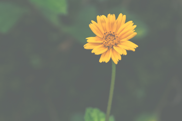 [Rencontre avec] Laurence Roux-Fouillet